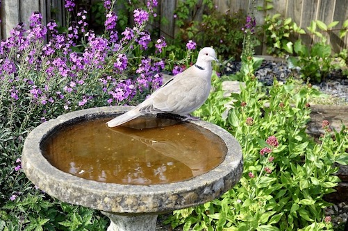collared dove